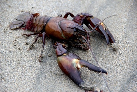 ��������� ����������